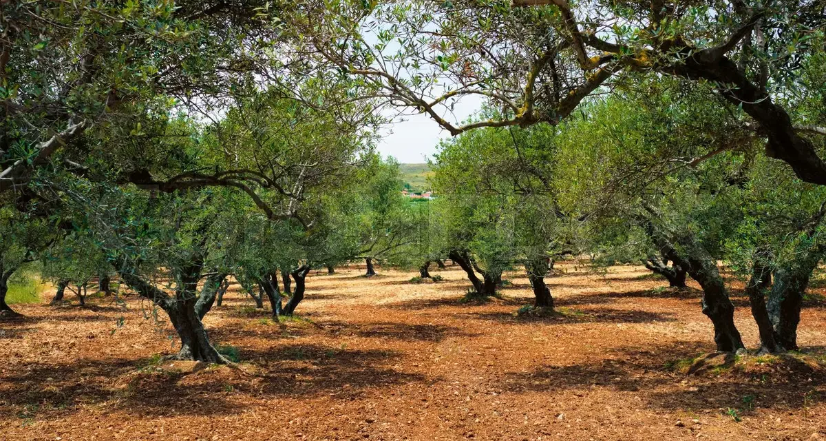 Greek olive oil through time: tradition, innovation, and future prospects