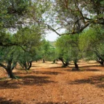 Greek olive oil through time: tradition, innovation, and future prospects