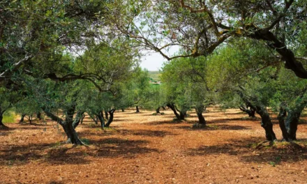 Greek olive oil through time: tradition, innovation, and future prospects